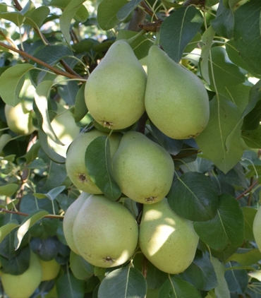 Pera-Blanquilla-Caja-8-Kg