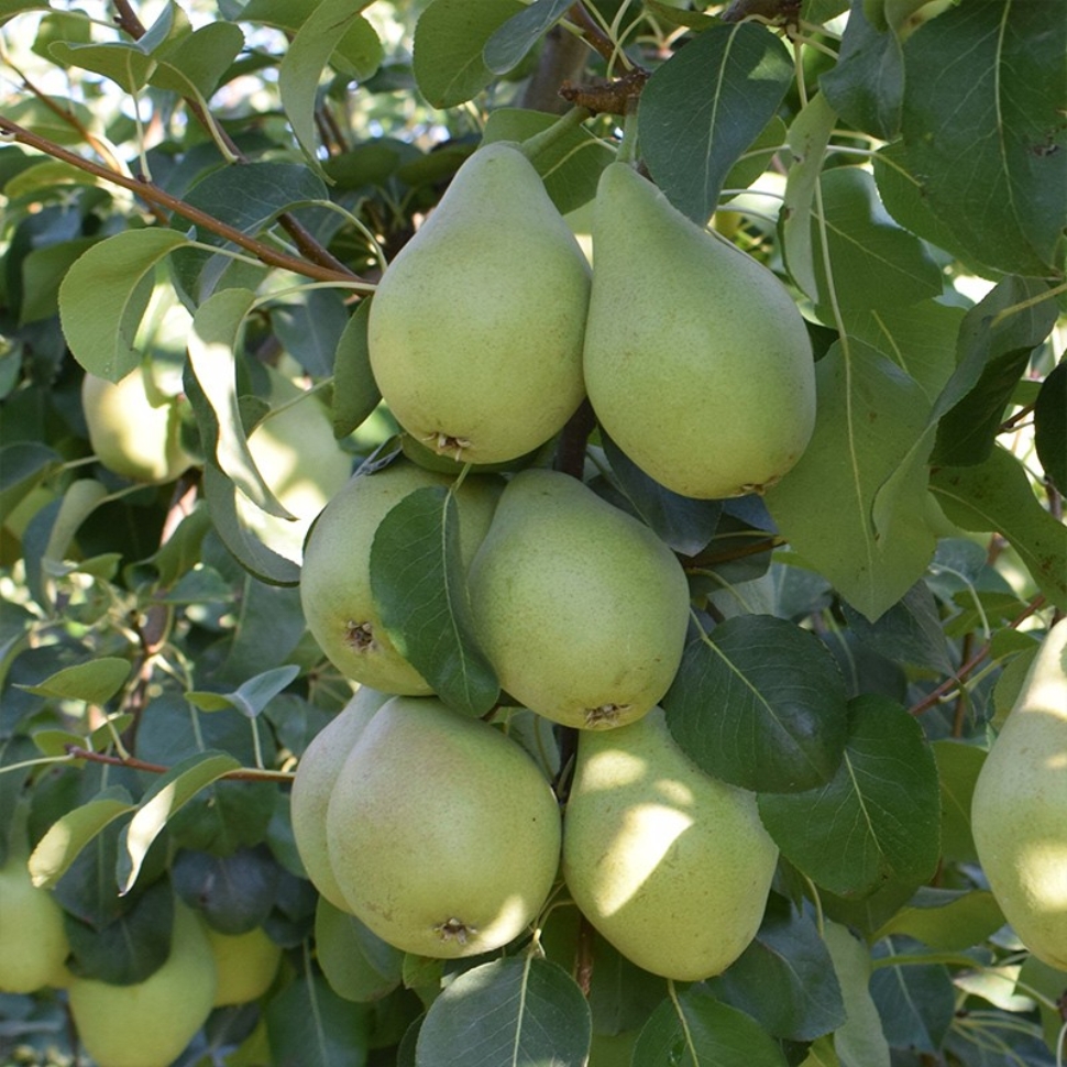 Pera-Blanquilla-Caja-8-Kg